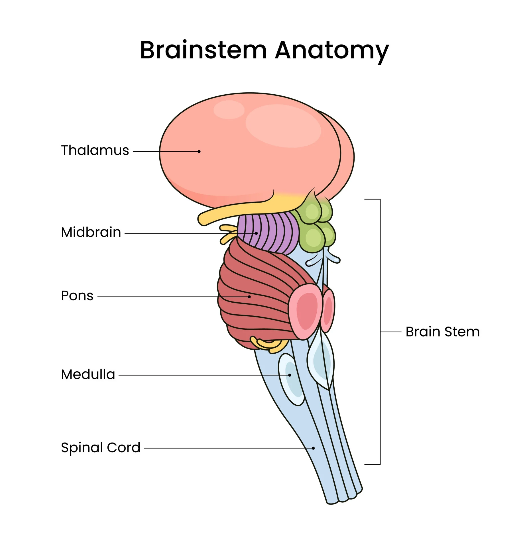 <ul><li><p>Spinal cord</p></li></ul><p></p>