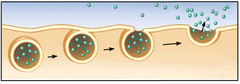 <p>- Release of substances out a cell by the fusion of a vesicle with the membrane.</p>