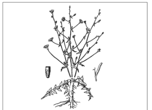 <p>Identify the species</p>
