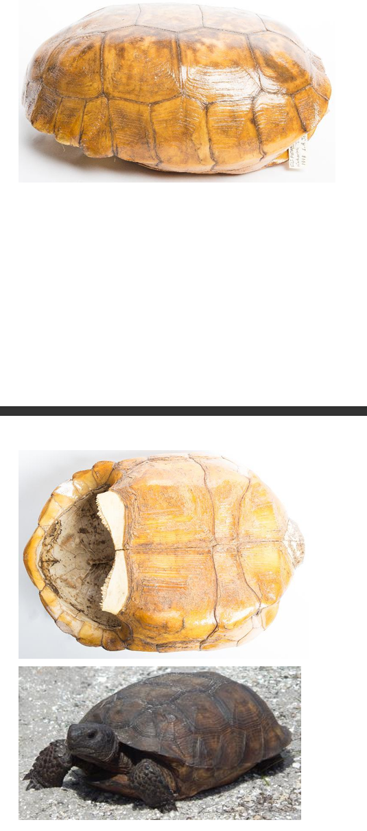 <p>Order: Chelonia (Testudines)</p><p>Suborder: Cryptodira</p>