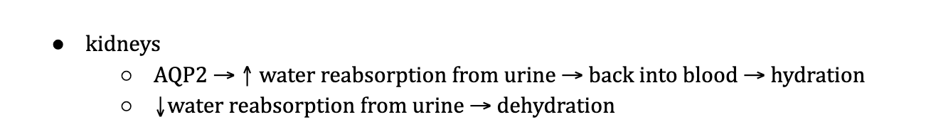 <p>Channels</p><ul><li><p>Channels</p><ul><li><p><strong><u>Aquaporin</u></strong> = transport H2O down conc. gradient</p><ul><li><p><strong><u>non-gated</u></strong></p></li><li><p><strong><u>NO</u></strong> conformational change</p></li><li><p>water forms <strong><u>H-bond</u></strong> with hydrophilic aa</p></li></ul></li></ul></li></ul><p></p>