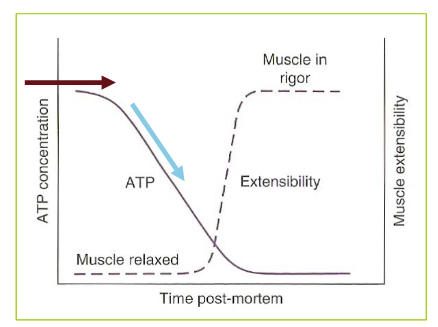 <p>Initial delay phase</p><ul><li><p>ATP used for normal energy consuming processes in muscle is wholly/partly replenished by resynthesis from CP and through glycolysis</p></li><li><p>Length of delay phase temperature dependent: max. at 10-15C</p></li></ul><p>Second phase where ATP falls</p><ul><li><p>Re-synthesis cannot maintain ATP concentration and falls in linearly</p></li><li><p>At lower and higher temperature → delay phase is shorter</p></li><li><p>Rate of second phase is temperature independent</p></li></ul><p></p>
