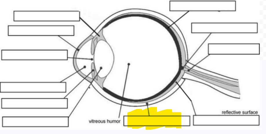 <p>Tough, outer covering of connective tissue</p>