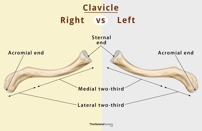 <p>Clavicle</p>