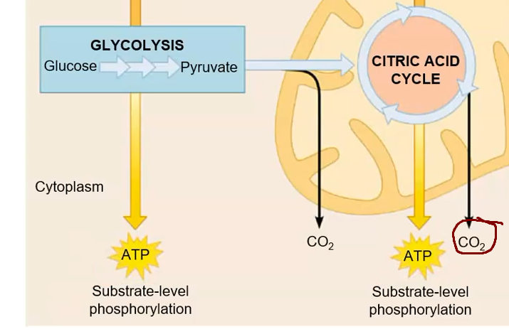 <p>CO₂</p>