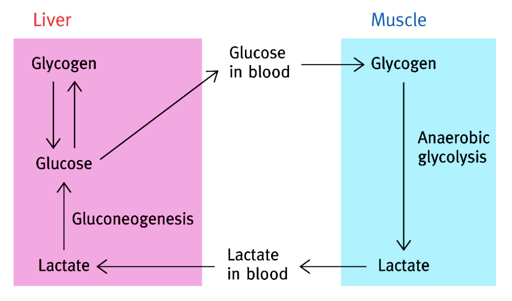 <p>Cycle permettant de recycler le lactate en pyruvate</p><p>Acide lactique → lactate + H<sup>+ </sup>(spontané). Transport au foie, puis transformation du lactate en pyruvate (puis néoglucogenèse) </p>