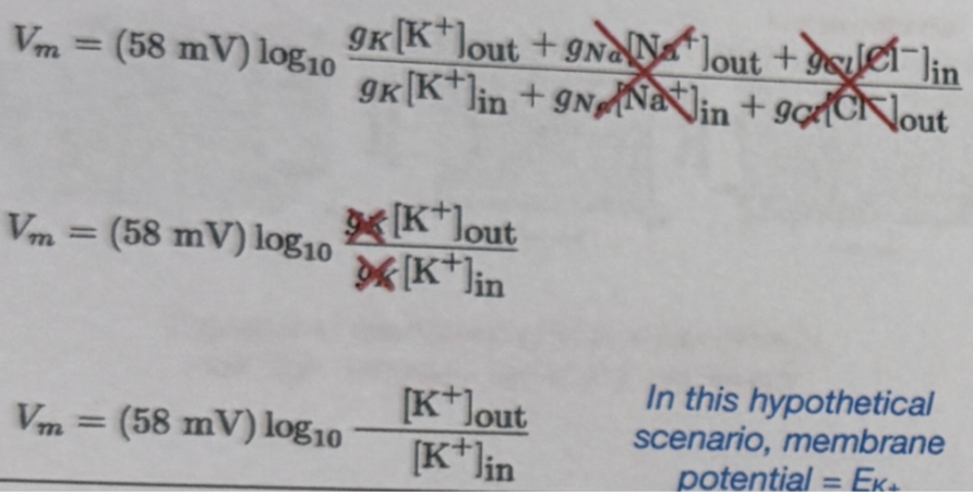 <ul><li><p><span style="background-color: transparent;"><span>becomes Nernst equation</span></span></p></li></ul><p></p>