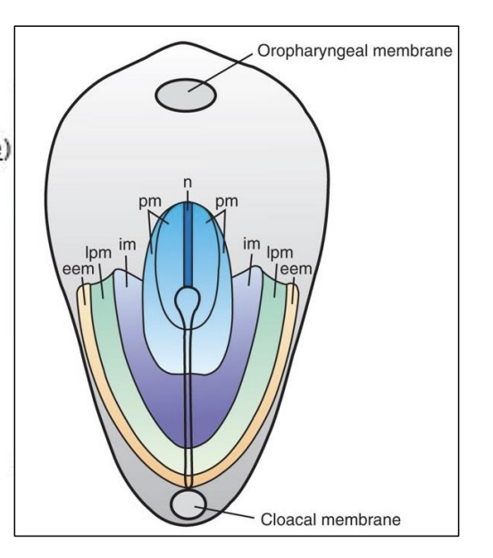 <p>in the yellow, doesn’t directly help with the devlopment of the mesoderm proper</p>