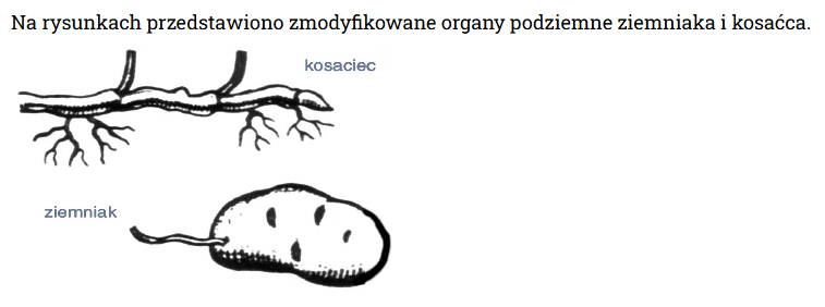 <p>które organy tych roślin uległy modyfikacji i jakie ma ona dla nich znaczenie</p>