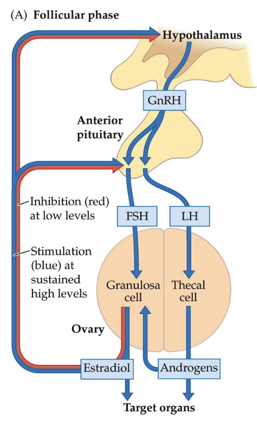 <ul><li><p>When high blood levels of estradiol are maintained for 48 hours, negative feedback on LH switches to positive feedback, and as a result, a surge of LH enters the blood</p></li><li><p>Feedback loop:</p><ul><li><p>Inhibited at low levels of estradiol</p></li><li><p>Stimulated at high/sustained levels of estradiol</p></li></ul></li></ul><p></p>