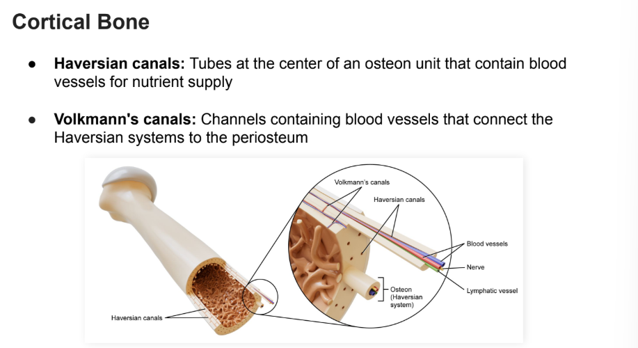 <p>The functional unit of <strong>cortical bone</strong>, composed of thinly layered cylinders</p><ul><li><p>“Haversian systems”</p></li></ul><p></p><p>Google def: “the fundamental functional and structural unit of compact bone. It acts as a microscopic transport and support network, giving dense bone its incredible strength and ability to heal.”</p><p></p>