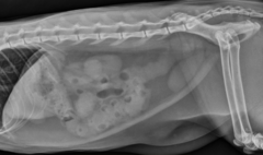 <p>1 year old DSH, anorexia for 3 days, what is your describtion for the serosal definition?</p>