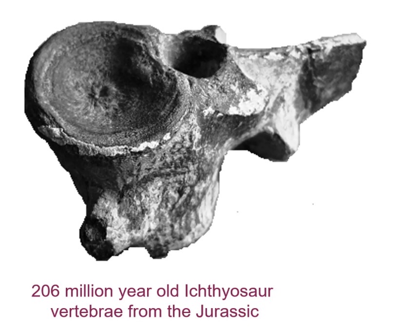 <p>206 millions year old lchthyosaur vertebrae from the Jurassic</p>
