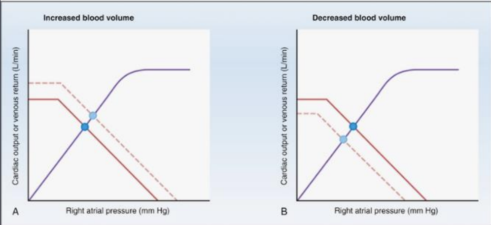 <p>Answer: It increases mean systemic filling pressure and shifts the venous-return curve right and upward.</p><p>Extra Information:</p><ul><li><p>Venous return and cardiac output consequently increase.</p></li></ul><p></p>