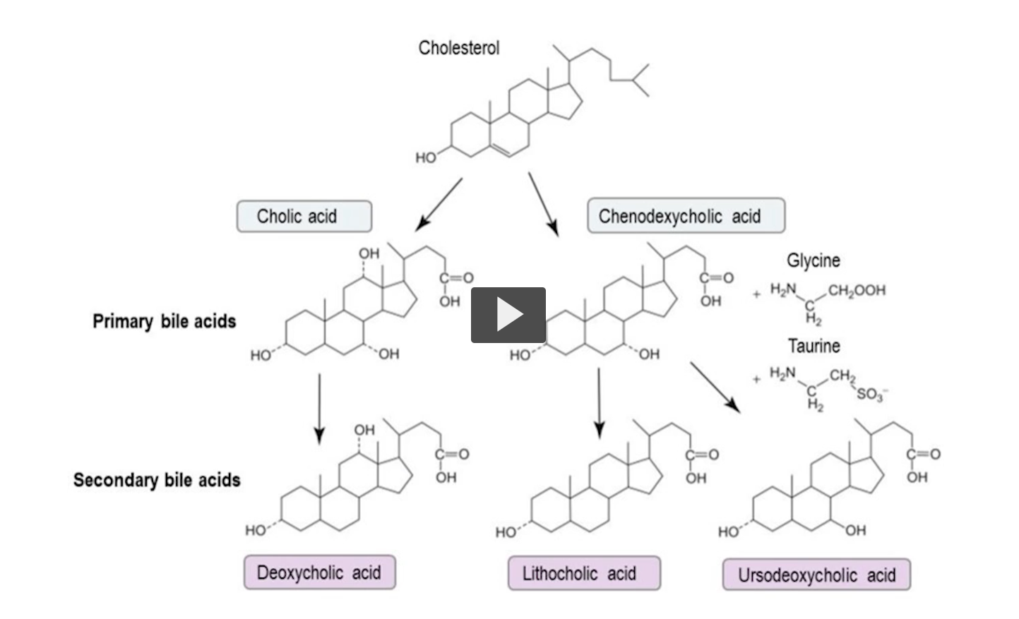 <p>Bile salts are produced FIRST in an unconjugated form, then you add the amino acids to form the conjugated form. </p><p>The conjugated bile salts enter the digestive system to act as detergents, but in the digestive system, the intestinal flora have enzymes that deconjugate the bile salts, meaning that they remove the amino acids in a hydrophilic reaction. </p><p>Then they have enzymes that remove OH groups. The effect of removing polar groups is that the remaining non-polar compound could be excreted. </p><p>One of the characteristics of bile salts is that they can be re-used 7 times. Every time they are re-used in digestion, approximately 90 to 95% are recovered. 5% of the molecules are not soluble enough because the intestinal flora removed the polar compounds, meaning OH and amino acids. </p><p>Let’s take for example, These two at the end here. Which would you predict that would be more soluble. The one with the higher number of OH groups. Primary and second bile salts illustrated here, remember that primary bile salts have OH at a position 7, secondary bile salts lack an OH at position 7 due to intestinal floral activity. </p><p>After reabsorption, the bile salts can have amino acids or OH placed, the exception is with OH at position 7. Why is that? Because 7a-hydroxylase is specific for cholesterol, Bile salts are no longer cholesterol.  </p>