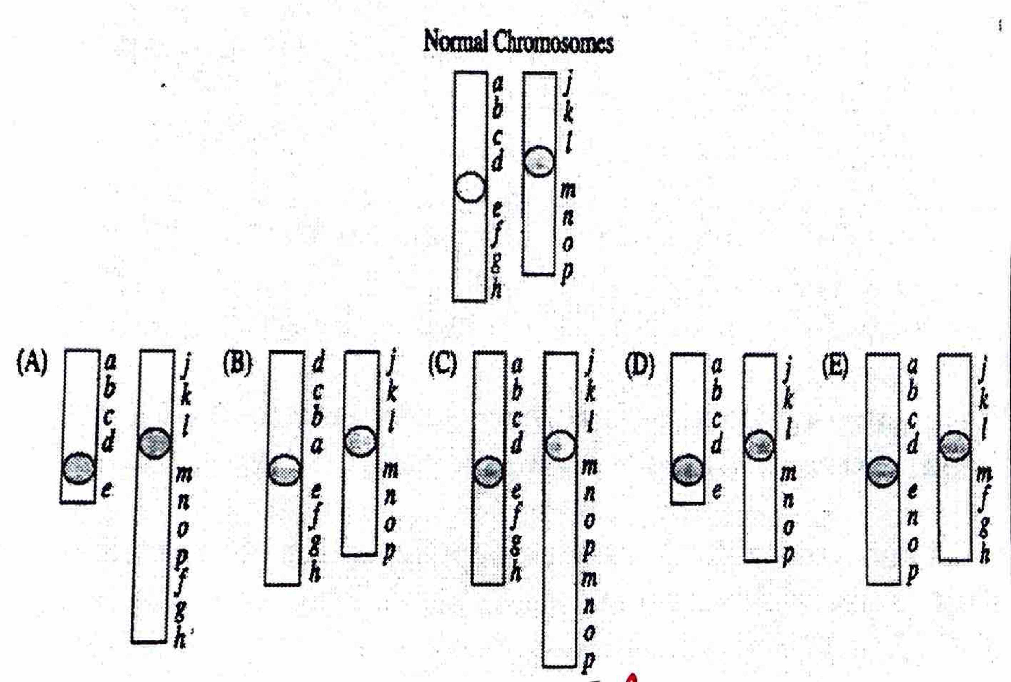 <p>The following diagrams represent two normal chromosomes and five aberrant forms (choices A - E) of these chromosomes. Circles represent centromeres and letters represent different loci/genes. For the following questions, match the appropriate diagram to the correct term.</p><p>Inversion:</p>