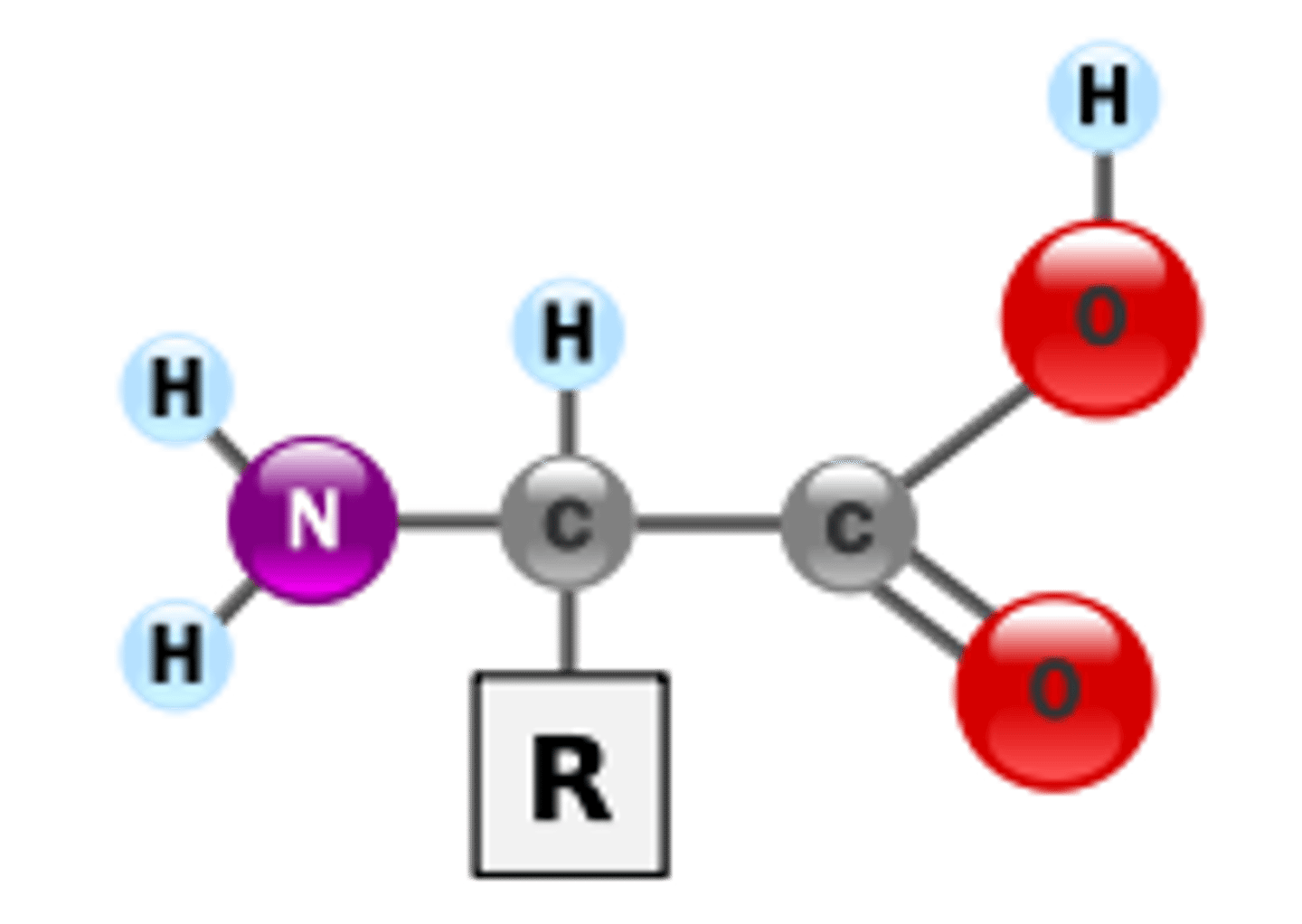 <p>Amino acids have 4 parts attached to the alpha carbon.</p><p>1. the amino group, which is NH2</p><p>2. the R group, which is one of 20 choices</p><p>3. the Carboxylic acid or C O O</p><p>the last thing attached to the Carbon is the Hydrogen.</p>