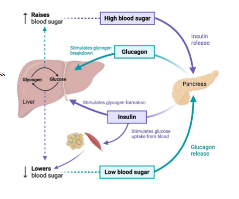 <p>alternating bw 2 fasting day and 2 feeding days improves glucose homeostasis, and this is largely independent of changes in body weight (ability for glucose homeostasis to improve where there isn’t weight loss) IF improves metabolic and islet dysfunction obs in t2d which is characterized by insulin resistance, beta cell dysfunction, and hyperglycemia</p>
