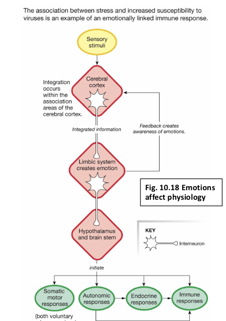 <p>What is the mind-body connection?</p>