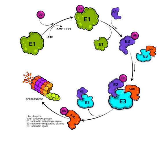 <ul><li><p>method of protein degradation for incorrectly folded proteins/ short lived proteins</p></li><li><p>two steps:</p><ul><li><p><mark data-color="purple" style="background-color: purple; color: inherit;">1. tagging of the substrate protein by the covalent attachment of multiple ubiquitin molecules</mark></p><ul><li><p>ubiquitin: small protein (76 amino acids in size)</p></li><li><p>role of enzymes (E1, E2, E3)</p><ul><li><p>E1: ubiquitin activating enzyme</p></li><li><p>E2: ubiquitin conjugating enzyme</p></li><li><p>E3: transfers ubiquitin from E2 to protein to be degraded</p></li><li><p>protein destined for degradation must be tagged with multiple ubiquitin’s</p></li></ul></li><li><p>poly ubiquitin protein vs. mono ubiquitin protein</p></li></ul></li><li><p><mark data-color="purple" style="background-color: purple; color: inherit;">2. subsequent degradation of the tagged protein by the proteasome complex</mark></p><ul><li><p>large proteolytic complex that breaks down the tagged portein</p></li><li><p>proteins targeted by this system are short-lived proteins</p></li><li><p>regulatory proteins (ex:<mark data-color="yellow" style="background-color: yellow; color: inherit;"> cyclin </mark>= cell cycle regulator)</p></li><li><p>cyclin protein combines with<mark data-color="yellow" style="background-color: yellow; color: inherit;"> CDK protein </mark>(cyclin dependent kinase) to regulate movement through cell cycle</p></li></ul></li></ul></li><li><p>quicker than lysosome degradation</p></li></ul><p></p>