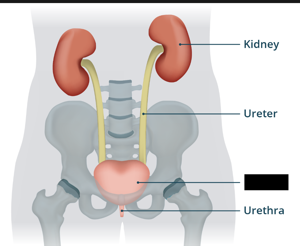<p><span style="background-color: transparent;">&nbsp;A hollow organ that resides in the pelvic cavity. The <strong>ureters </strong>connect at the posterolateral surface.&nbsp;It can store up to one liter. At around 300ml, the urge to urinate becomes evident.</span></p>