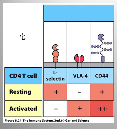 <p>Mech. of improving Teff migration from Lymph node → infection/inflammation site</p><ul><li><p>Upregulation of chemokine receptors</p></li><li><p>Downregulation of L-selectin</p><ul><li><p> so that activated cells can exit lymphoid organ.</p></li></ul></li><li><p>Upregulation  of specific adhesion molecules</p><ul><li><p>Ex: Integrin a4b1 - aka VLA-4</p></li><li><p>increases adhesion to endothelial cells in Blood vessel lumen </p></li></ul></li><li><p>Upregulation of CD44</p><ul><li><p> receptor for hyaluronic acid</p><ul><li><p> tissues contain high levels of this</p></li><li><p>Allows Teff to be retained</p></li></ul></li></ul></li></ul><p></p><p></p><p></p><p></p>