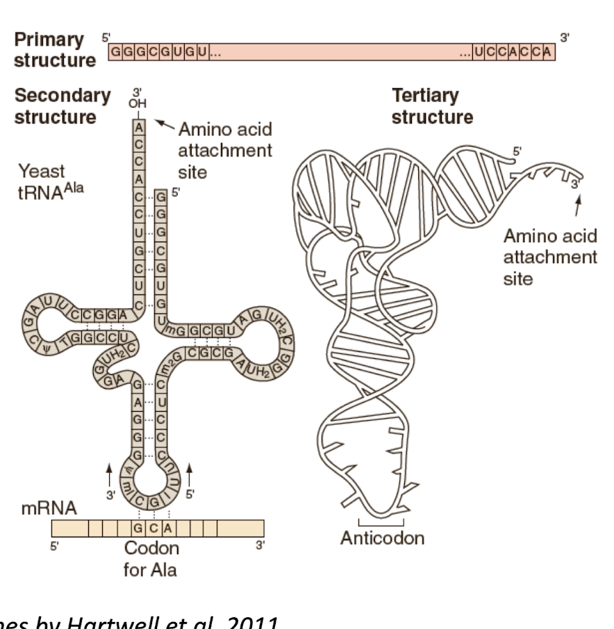 <p>molecule that matches a triplet codon with the correct amino acid</p><p>are short molecules with 75-90 base pairs</p><p>transcribed by RNA polymerase III</p><p>each __ has an <strong>anticodon </strong>complementary to a codon in mRNA</p><p>Charged __ have an amino acid covalently bound to the 3’ end</p><p>binding between the codon and anticodon of a charged __ directs the incorporation of amino acids into a growing polypeptide chain</p><p>3 levels of structure based on degree of folding,</p><ul><li><p>Primary: linear sequence that is 75-80 nucleotide sequence</p></li><li><p>Secondary: cloverleaf shape with 3 stem loops is formed because of short complementary sequences within the __</p></li><li><p>Tertiary: L shape formed by 3D folding</p></li></ul><p>Named acording to the amino acid they carry </p>