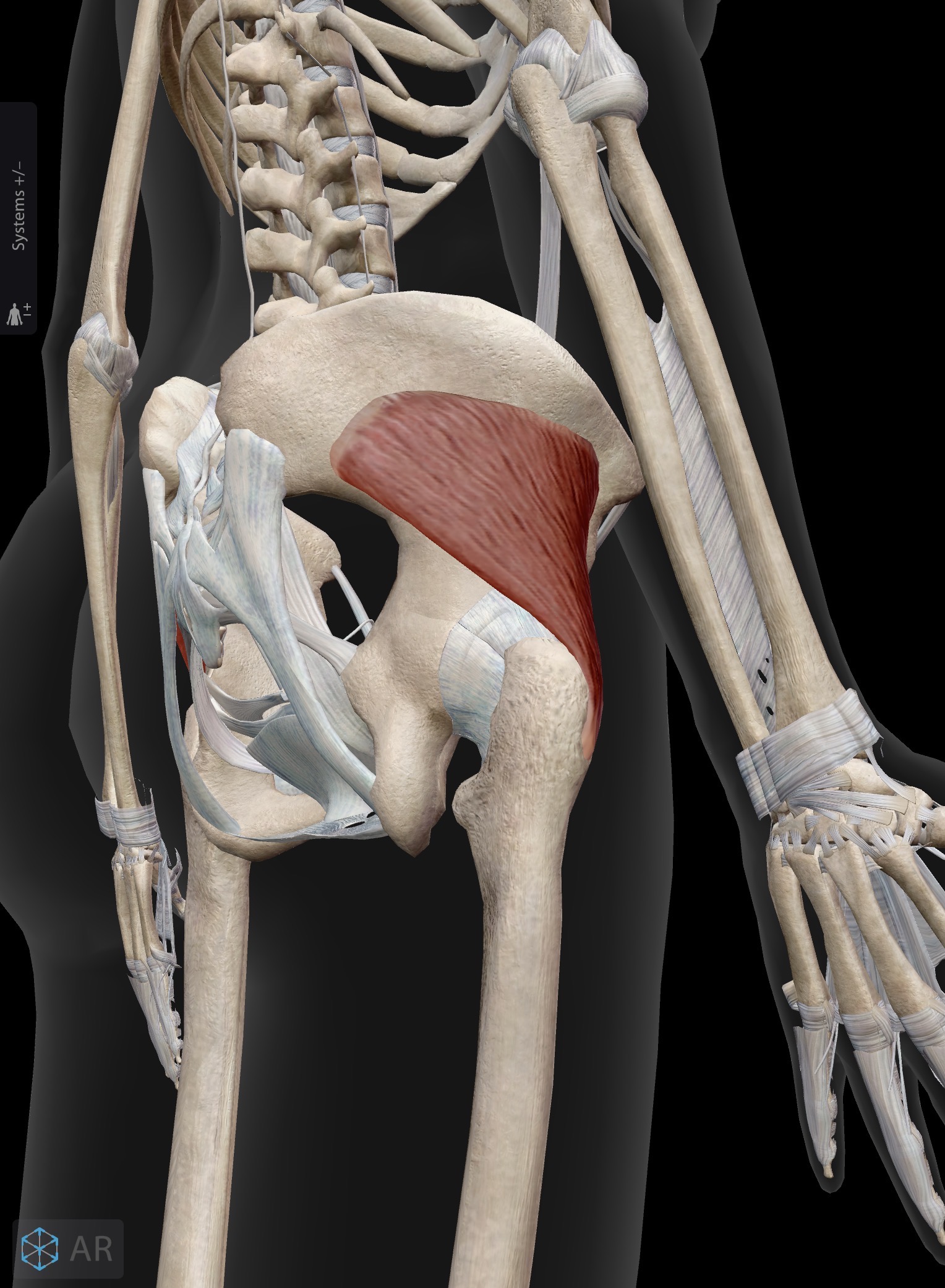 <p>Name the muscle and corresponding letter ( O = origin, I = insertion, A = actions, IN = innervation)</p><p>O</p><p>I</p><p>A</p><p>IN</p>