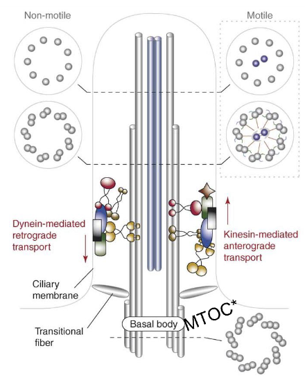 <ol><li><p>Maintain <strong>cell structure/shape</strong></p></li><li><p>Necessary for <strong>cell division</strong></p></li><li><p>Provide tracks for <strong>intracellular cargo/vesicle transport</strong></p></li><li><p>Form the structural basis of <strong>cilia</strong></p></li></ol><p></p>