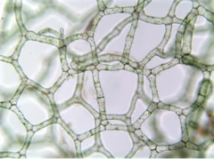 <p>Green algae;</p><p>name means 'water net' because flat, net-like colony;</p><p>planktic in streams and lakes</p>