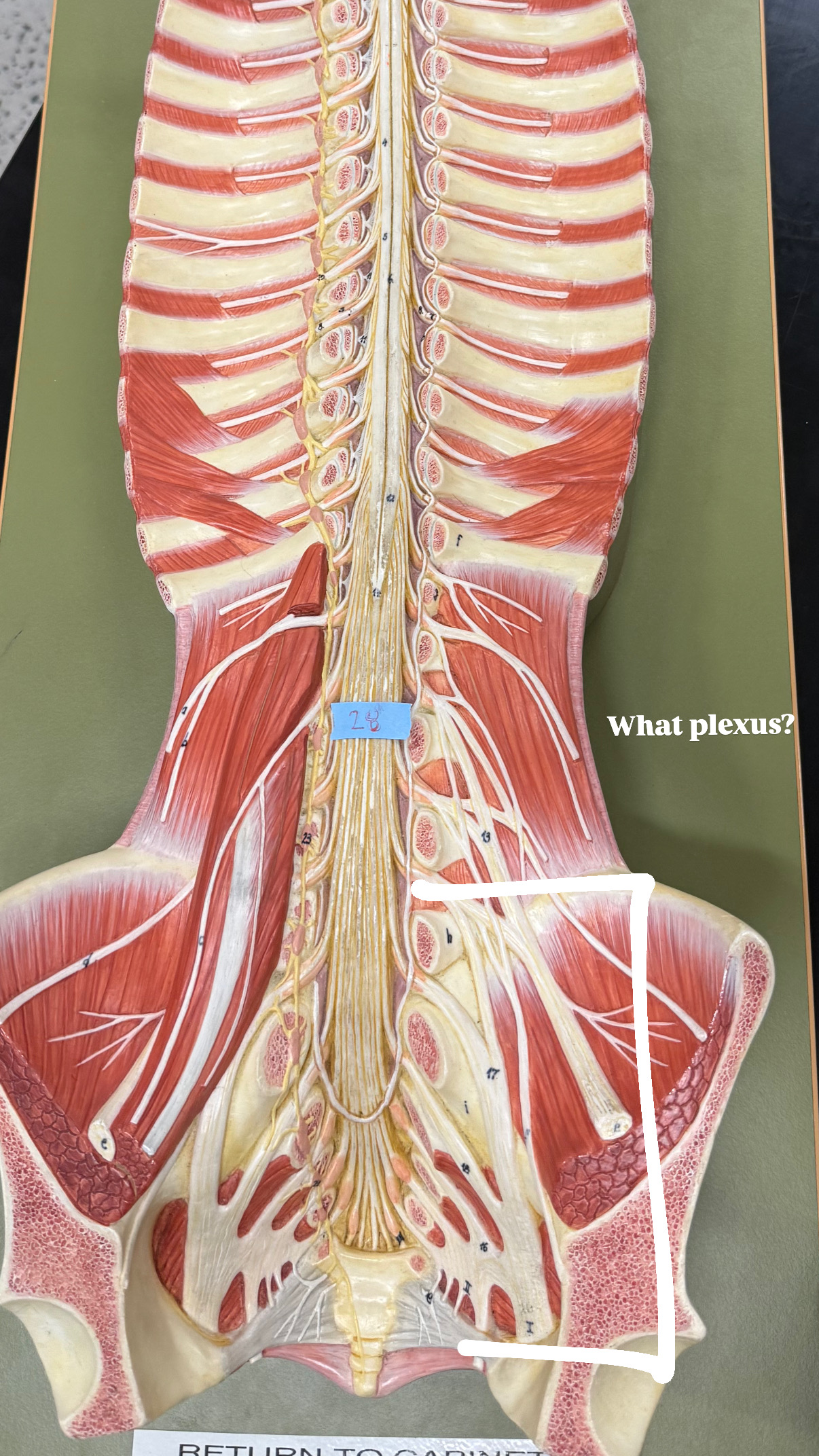 <p>plexus, groin section</p>