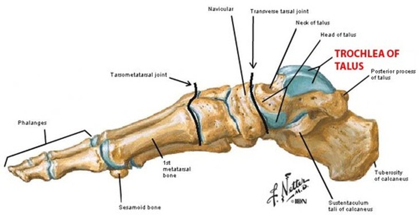 <p>foot - talus</p>