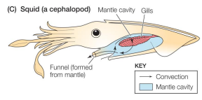 <p>Breathing by aquatic inverts: Squid</p>