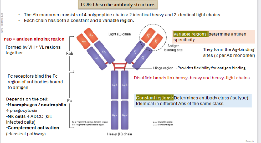 <ul><li><p>The Ab monomer consists of 4 polypeptide chains: <strong>2 identical heavy</strong> and <strong>2 identical light chains</strong></p></li></ul><ul><li><p>Each chain has both a <strong>constant </strong>and a <strong>variable </strong>region</p></li></ul><p></p><p><strong>Variable region:</strong></p><ul><li><p>Determine antigen specificity</p></li><li><p>Form antigen binding sites </p></li></ul><p></p><p><strong>Constant Regions:</strong></p><ul><li><p>Determines antibody class (isotype) identical in different Abs of the same class)</p></li><li><p></p></li></ul><p><strong>Fab</strong>: <strong><em>Antigen binding region</em></strong></p><ul><li><p><span>Formed by VH + VL regions together</span></p></li></ul><p></p><p><strong>Fc receptors </strong>bind the Fc region of antibodies bound to antigen</p><ul><li><p><strong>FC </strong>is connected with Fab through disulfide link heavy - heavy and heavy light chains.  </p></li></ul><p></p><p>Depends on the cell:</p><ul><li><p>Macrophages / neutrophils → phagocytosis</p></li><li><p>NK cells → ADCC (kill infected cells)</p></li><li><p>Complement activation (classical pathway)</p></li></ul><p></p>
