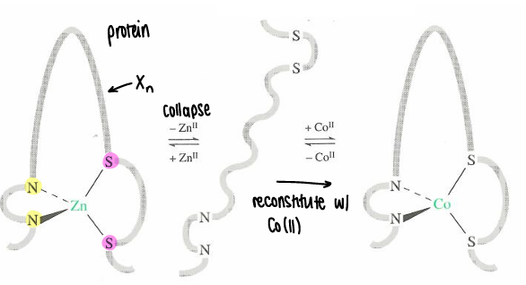 <p>Upon removal of zinc (which is coordinated by 2 hsitidines and 2 cysteinates), the structure collapses. This can be reconstituted with Co(II), reforming the structure.</p><ul><li><p>Co(II) is spectroscopically active, therefore UV-Vis can be used. The UV-Vis shows the Co must be in tetrahedral geometry due to the magnitude of the extinction coefficient of the d-d transition (octahedral would have a lower value).</p></li></ul><p></p>