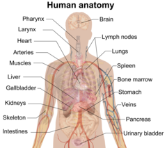 <p>Anatomy</p>