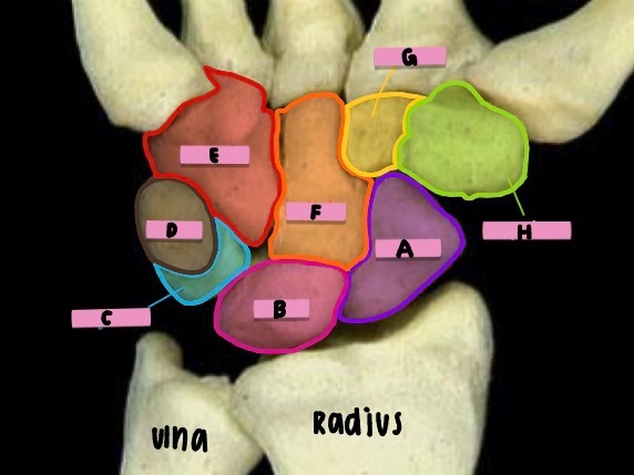 <p><strong>label</strong> the <strong>features</strong> (carpal bones)</p>