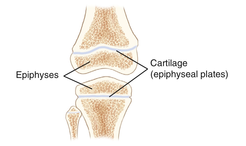 <p>what is the function, structure, and movement of this joint?</p>