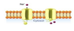 <p>- Open and close in response to changes in membrane potential</p>