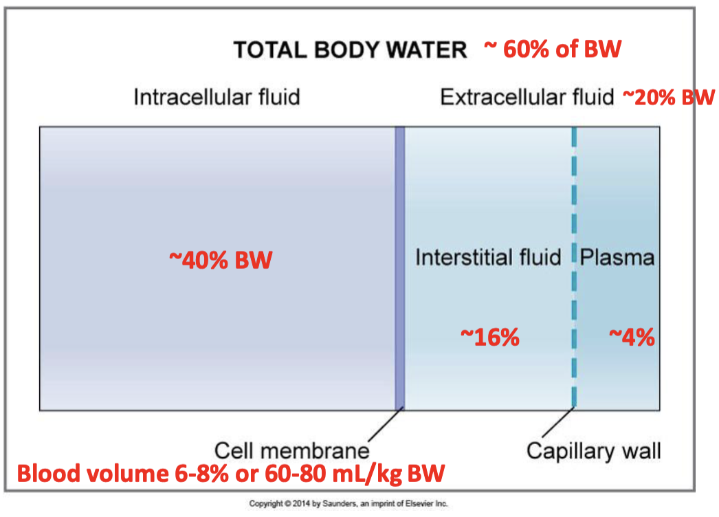 <p>20% BW</p>