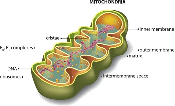 <p>Mitochondria</p>