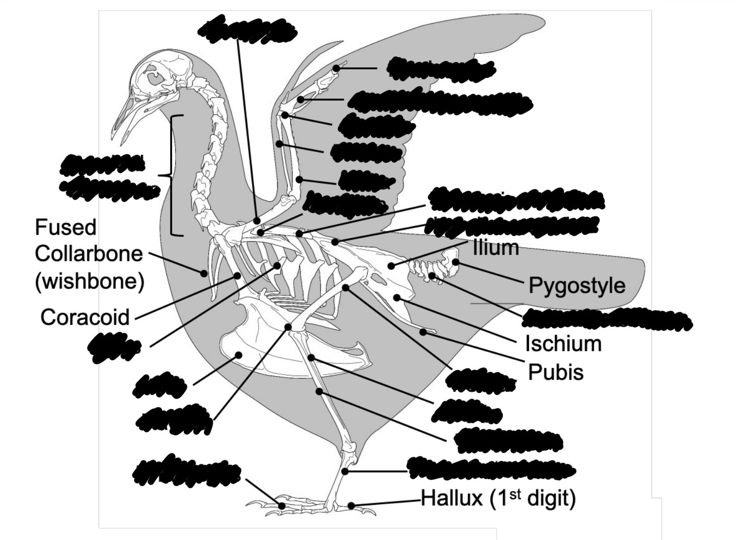 <p>What are the different bone structures of birds? Label the image.</p>