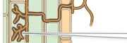 <p>hyphae enter prepenetration apparatuses and branch to form arbuscules, where nutrients are exchanged</p>
