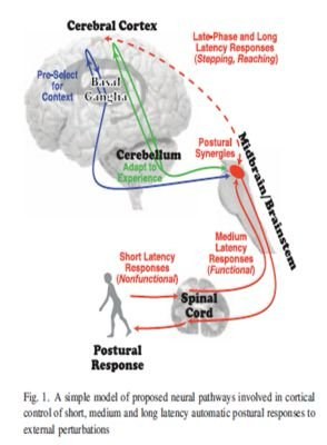 <p></p><ul><li><p>Emotional influence over postural correction</p></li><li><p>Has&nbsp;<u>long-latency</u>&nbsp;</p></li><li><p>Neurons might change the magnitude of a response</p></li><li><p>Example: if you are nervous, you over-recruit for a motor response</p></li></ul><p></p>