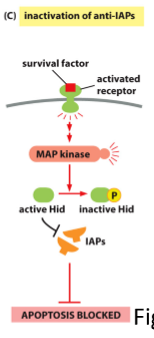 <ul><li><p>IAPs (inhibitors of apoptosis) bind to and inhibit activated caspases. Some IAPs can polyubiquitylate caspases for destruction by proteosomes</p></li><li><p>Anti-IAPs are released from the mitochondria intermembrane space into the cytosol when the intrinsic pathway is activated, blocking IAPs</p></li><li><p>Survival factors can bind to cell surface receptors and activate cell signaling cascade leading to phosphorylation and inhibition of anti-IAP(ex Hid)</p></li></ul><p></p>