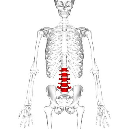 <p>Five large, block-like bones in your lower back labeled L1 through L5</p>