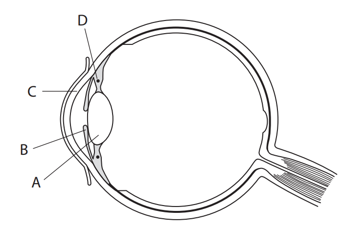 <p>Explain the roles of the cornea (C) and ciliary muscles (D)<strong> in focusing on a near object. (4)</strong></p>