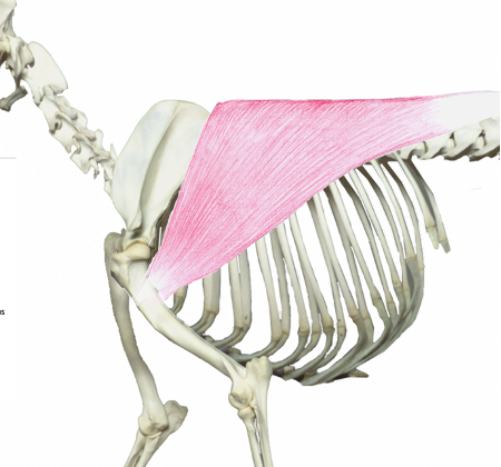 <p>What muscle is this?</p><p>What muscle group is it in?</p>