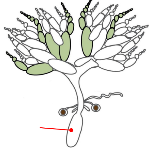 <p>Connected to the ovaries via the oviduct</p>