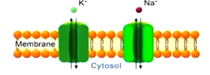 <p>passive ion channels that are always open to maintain homeostasis </p>